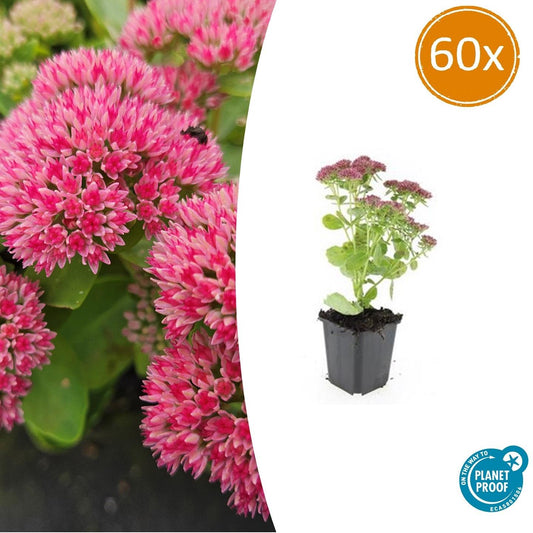 Hohes Fettblatt Sedum 'Herbstfreude' – ↕10-25cm – Ø9cm – 60 Pflanzen – Winterharte, trockenheitstolerante Sukkulente – Bienenfreundlich & pflegeleicht 