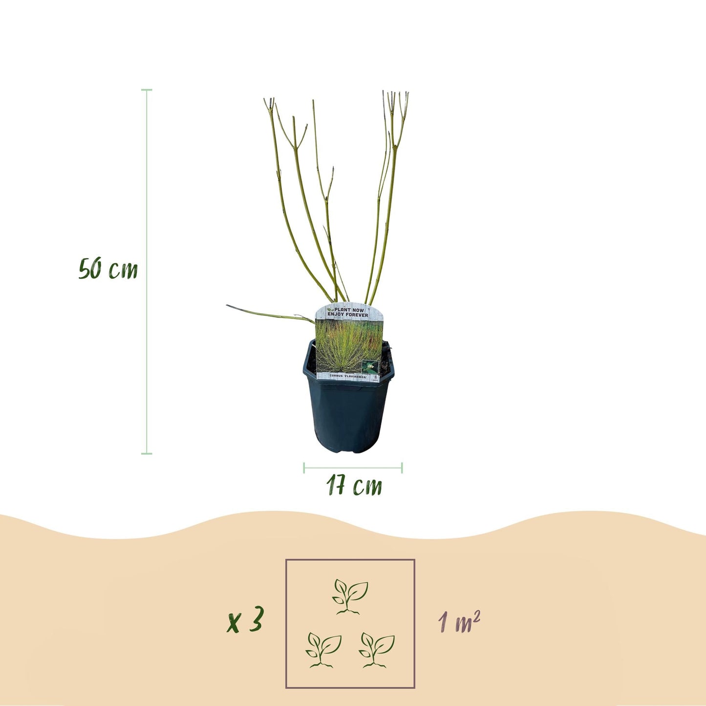 GreenboutiQ - Sträucher - Cornus alba Tricolour - Kombination aus Roten, Grünen und Lila Zweigen - 3 Pflanzen - Laubabwerfend - Wenig Pflege - Topf 17cm Höhe 45cm 