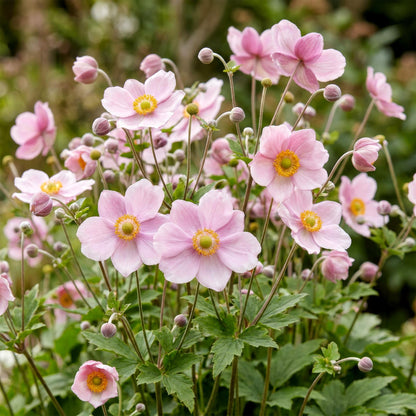 Herbst-Anemone 'Königin Charlotte' – Anemone hybrida 'Königin Charlotte' – 3 Pflanzen – Topf Ø11cm – Bienenfreundliche Staude für Garten & Balkon