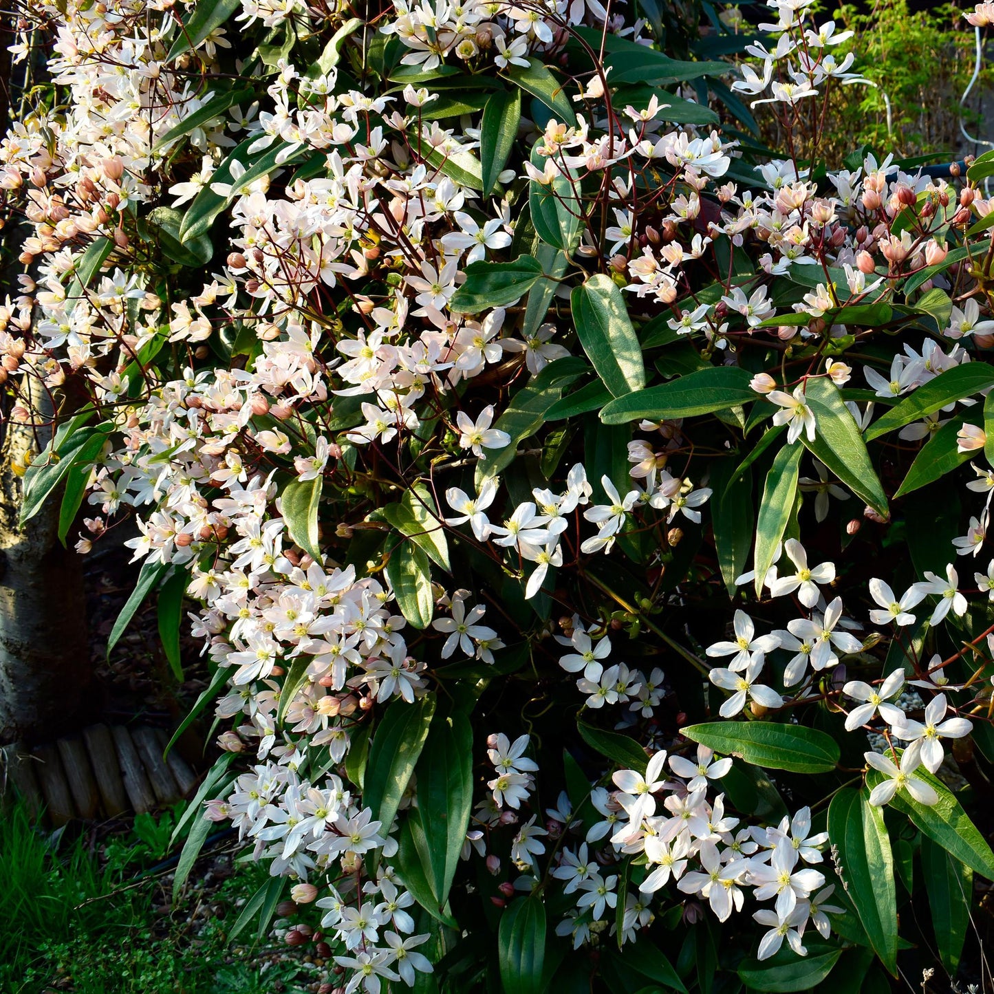 Kletterpflanze – Clematis armandii – Weiße Blüten – Immergrün – Duftend – 11cm – Höhe 40cm – Frühblüher – Pflegeleicht 