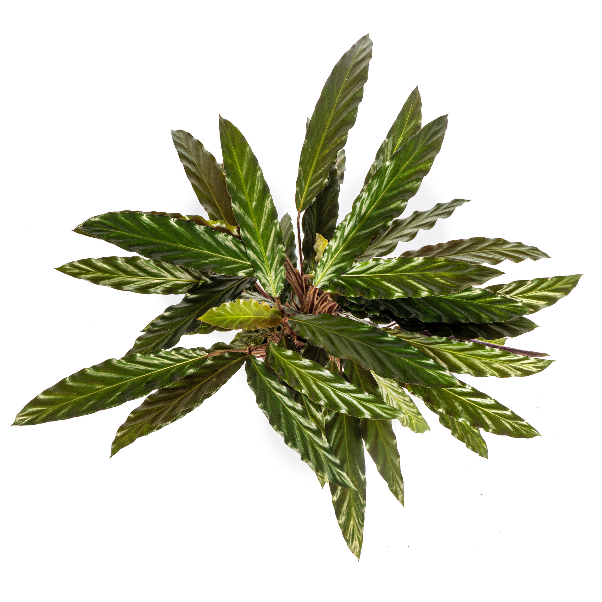 Korbmarante Calathea Rufibarba – Ø17 cm – ca. 40–50 cm hoch – Zimmerpflanze mit samtigen, welligen Blättern – Für Wohnzimmer & Büro 