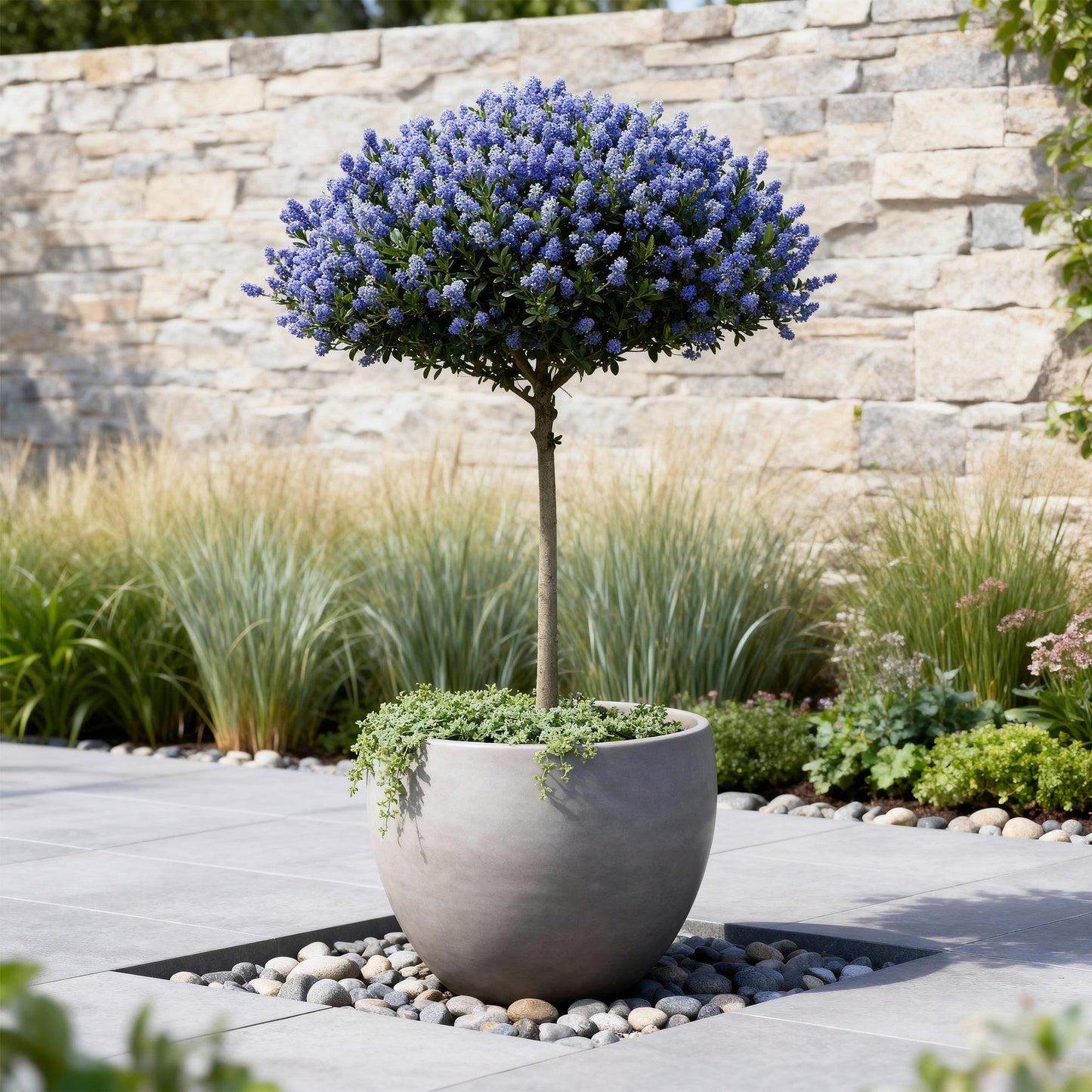 Kalifornischer Flieder Ceanothus thyrsiflorus Repens Ø19cm Höhe90cm – Immergrüner Zierstrauch mit blau-lila Blüten – Winterhart für Garten Balkon & Terrasse 