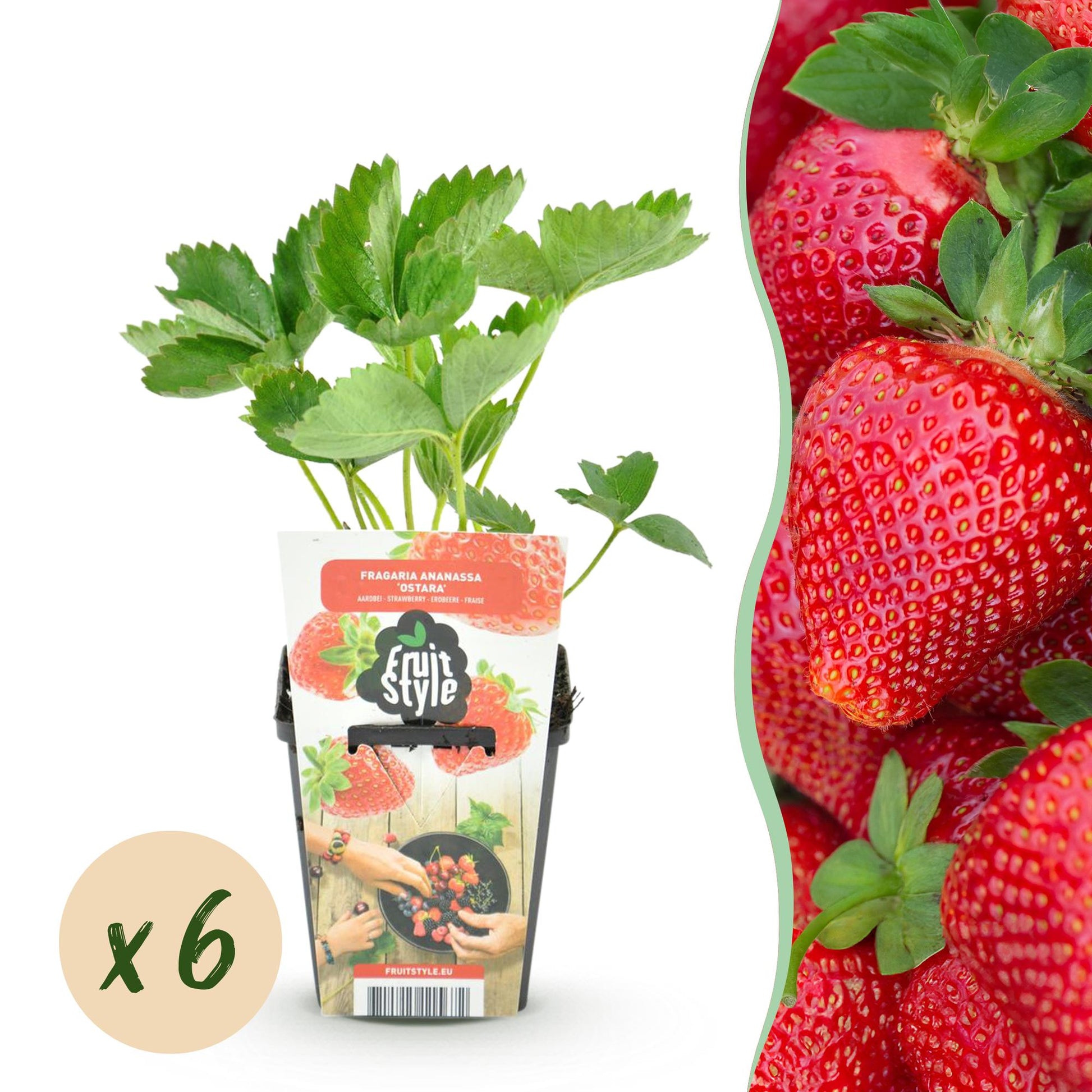 Erdbeerpflanzen Fragaria Maxim winterhart 6 Pflanzen Höhe 30cm Ø9cm – Rote Erdbeere für Beet Topf & Balkon – Pflegeleichte Obstpflanze mit süßen Früchten 