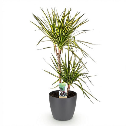 Green boutiQ - Zimmerpflanzen - Dracaena Sunray - Drachenbaum - Wenig Pflege - Grün - Gelb - 1 Pflanze - mit Potter Grau - Topf 21cm - Höhe 90-100cm 