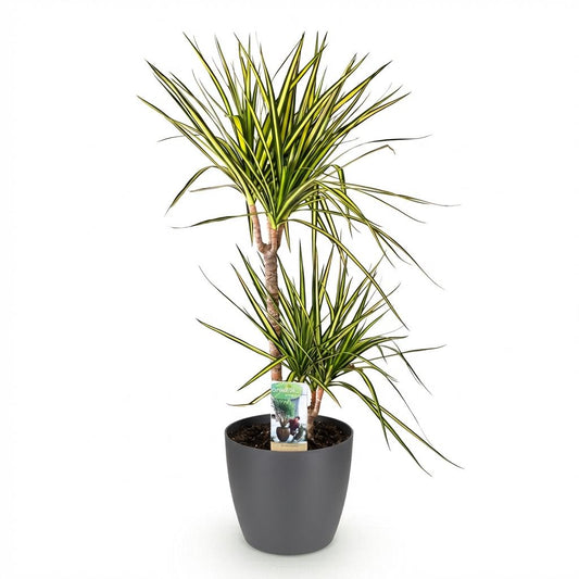 Green boutiQ - Zimmerpflanzen - Dracaena Sunray - Drachenbaum - Wenig Pflege - Grün - Gelb - 1 Pflanze - mit Potter Grau - Topf 21cm - Höhe 90-100cm 