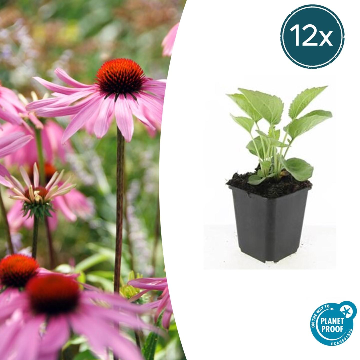 Rotblühender Scheinsonnenhut Echinacea p. 'Magnus' – ↕10-25cm – Ø9cm – 12 Pflanzen – Winterharte Staude – Bienen- & Schmetterlingsfreundlich – Für Beet & Wildblumenteppich