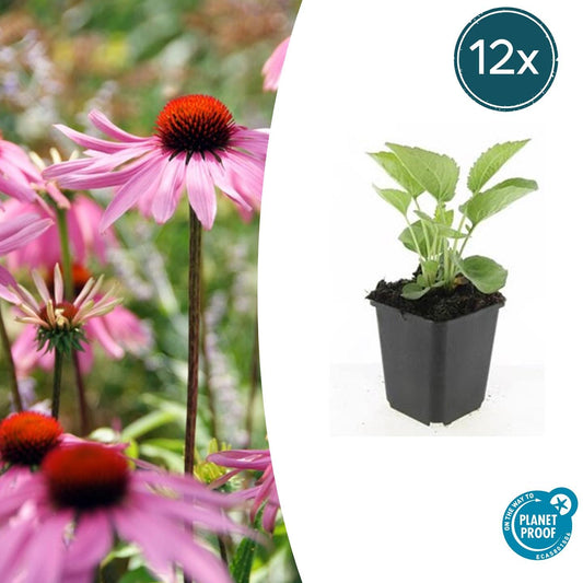 Rotblühender Scheinsonnenhut Echinacea p. 'Magnus' – ↕10-25cm – Ø9cm – 12 Pflanzen – Winterharte Staude – Bienen- & Schmetterlingsfreundlich – Für Beet & Wildblumenteppich