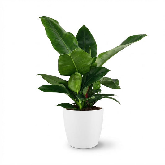 Green boutiQ - Zimmerpflanze - Philodendron - Philodendron Imperial Green - Grün - Pflegeleicht - 1 Pflanze - mit weißem Übertopf - Topf 19cm - Höhe 65cm 