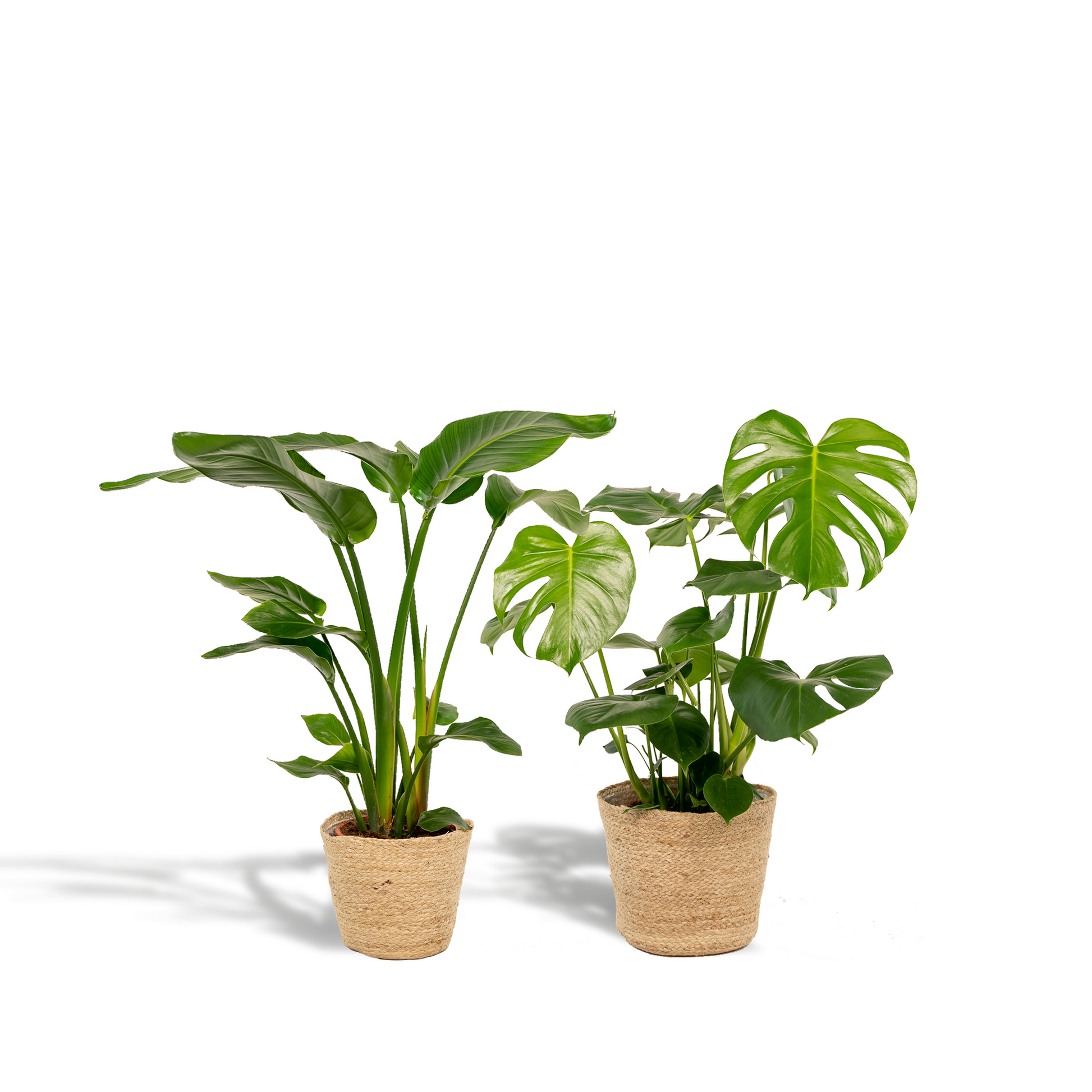 Strelitzia Nicolai - Ø19cm - ↕85cm + Monstera Deliciosa - Ø21cm - ↕75cm + Korb Selin 