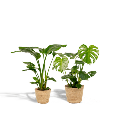 Strelitzia Nicolai - Ø19cm - ↕85cm + Monstera Deliciosa - Ø21cm - ↕75cm + Korb Selin 