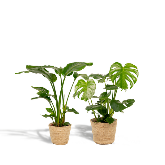 Strelitzia Nicolai - Ø19cm - ↕85cm + Monstera Deliciosa - Ø21cm - ↕75cm + Korb Selin 
