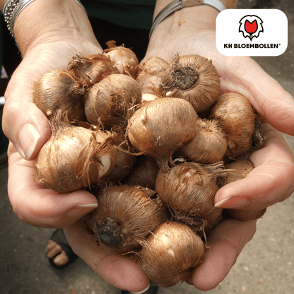 Krokus purpur – 30 Blumenzwiebeln – violette Frühlingsblüher für Beet, Rasen & Topf – mehrjährig 