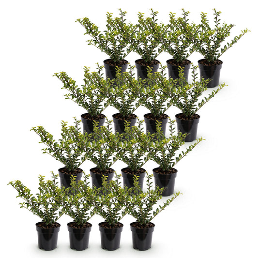 Japanische Stechpalme 'Golden Gem' – Ilex crenata 'Golden Gem' – 16 Heckenpflanzen – Topf Ø9cm – Höhe 20-30cm – Winterhart & immergrün