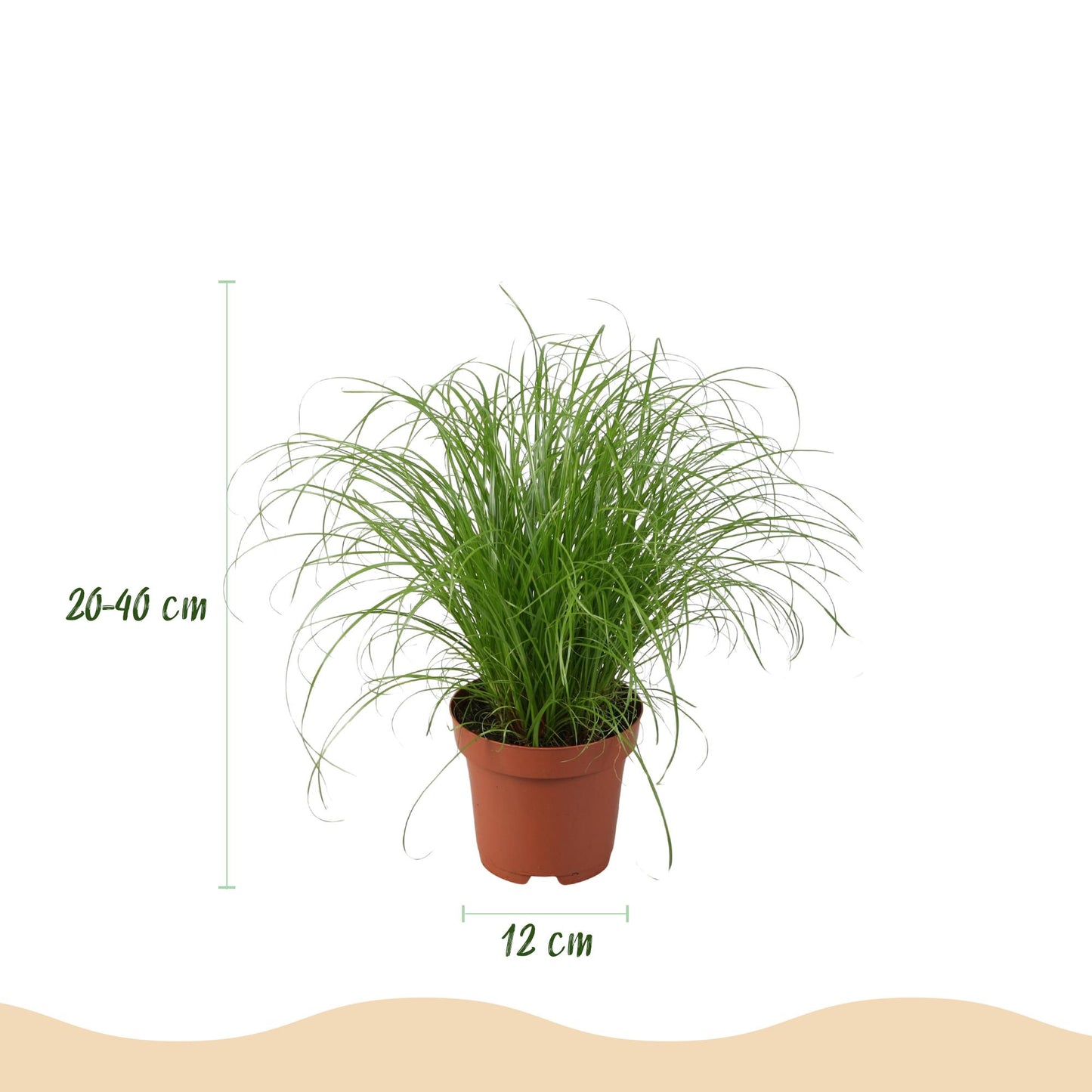 Green boutiQ - Zimmerpflanze - Chlorophytum - Cyperus - Phlebodium - Marantha - Mix aus 4 - Haustierfreundliche Pflanzen - Grün - 4 Pflanzen - mit Potter Grau - Topf 12cm - Höhe 25cm 