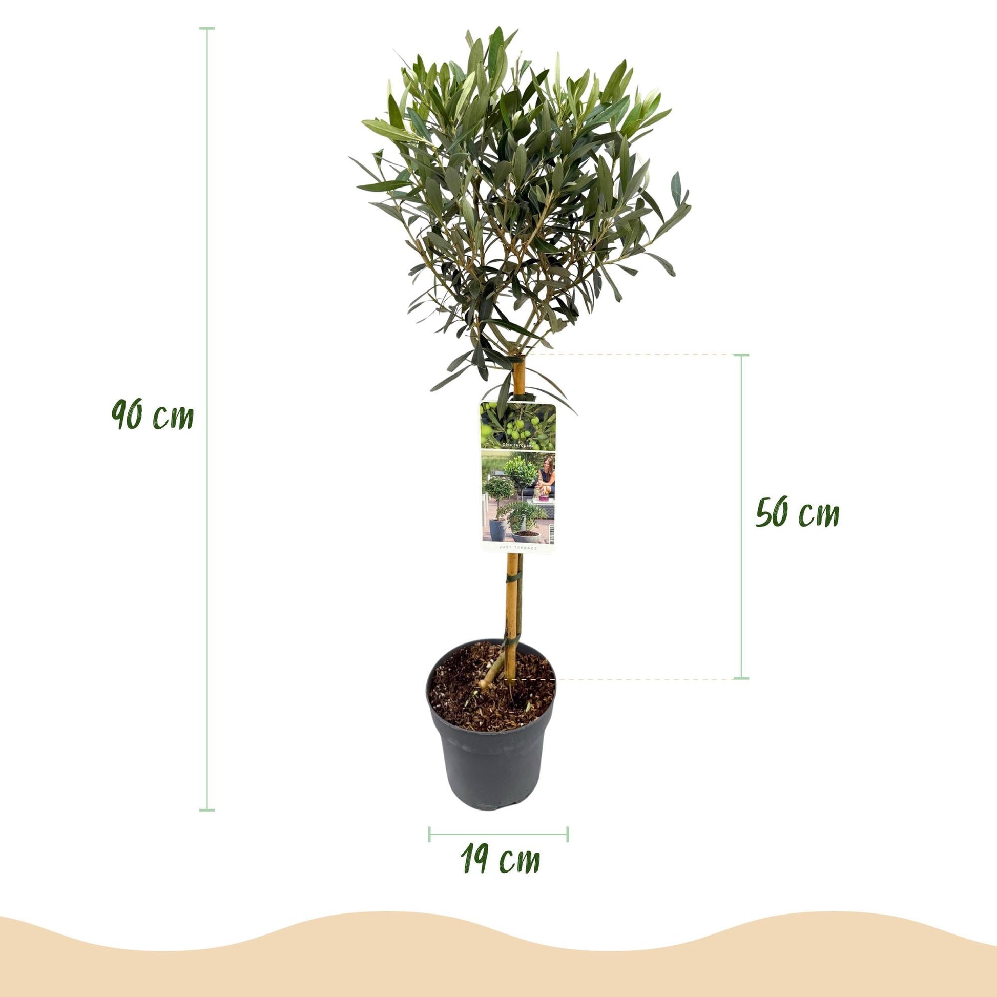 Olea Europaea Olivenbaum auf Stamm – Immergrüne Terrassenpflanze – Pflegeleicht – Ø19 cm – Höhe ca. 90 cm – Mediterranes Flair für Balkon & Garten 