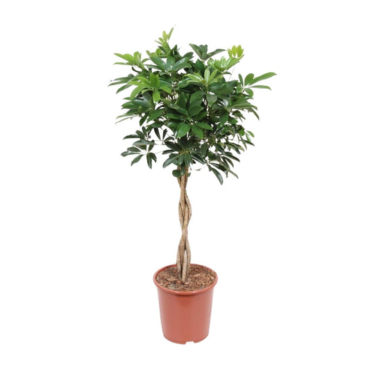 Schefflera Arboricola Compacta - Ø27cm - ↕120cm 