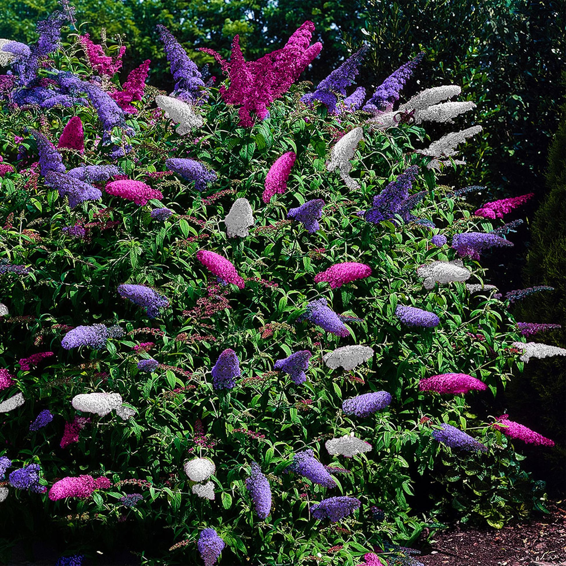 Schmetterlingsstrauch Buddleja davidii Tricolour – 3 Pflanzen – 1 m² – Blüten Rosa, Weiß & Lila – Schmetterlingsanlockend – 17 cm x H30 cm – Pflegeleicht & Bienenfreundlich 
