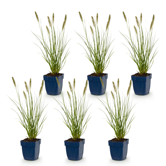 Lampenputzergras 'Hameln' – Pennisetum alopecuroides 'Hameln' – Topf Ø11cm – Bienenfreundliche Staude für Garten & Balkon