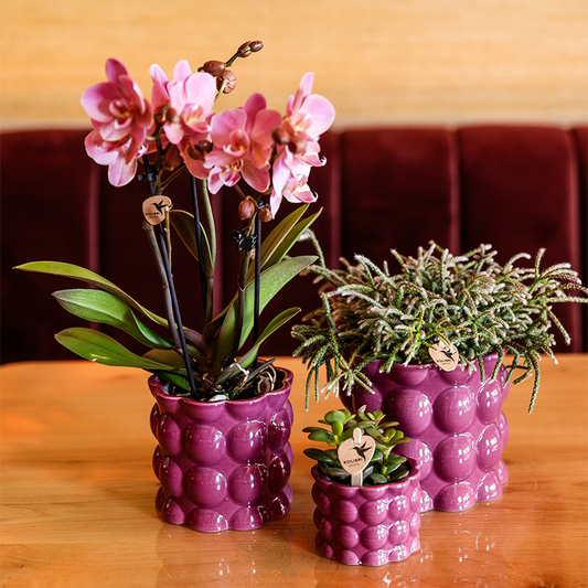 Kolibri Home | Cotton Shine Übertopf - Purple - Ø12cm 