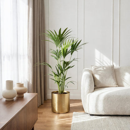 Howea Forsteriana – Kentia-Palme – 2 Pflanzen – 120–130cm – 21cm – Pflegeleichte Zimmerpalmen mit eleganten Wedeln – Robuste, luftreinigende Grünpflanzen 