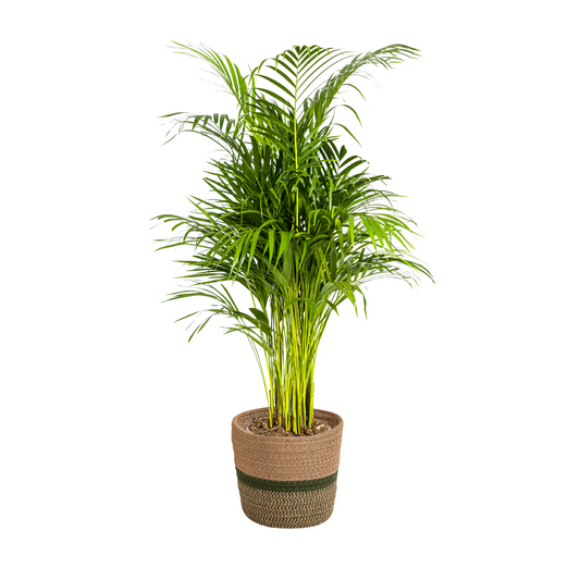 Dypsis Areca Lutescens mit Korb Ø21cm - ↕100 - 120cm 