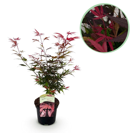 Japanischer Ahorn – Acer palmatum 'Shaina' – ca. 70 cm hoch – Topf Ø19 cm – kompakte Sorte mit tiefrotem Laub – Balkon- & Gartenpflanze 