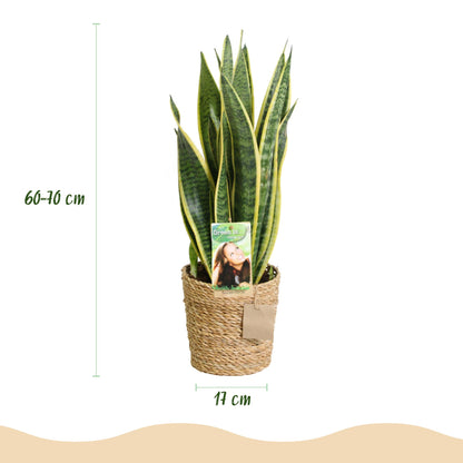 Green boutiQ - Zimmerpflanzen - Sansevieria Laurentii - Schwiegermutterzunge - Pflegeleicht - mit Korb - Grün - Gelb - 1 Pflanze - Topf 17cm - Höhe 60-70cm 