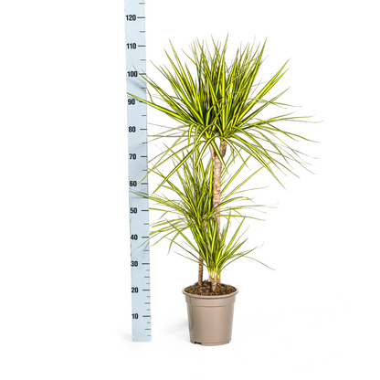 Drachenbaum - Dracaena Marginata ‘Sunray’ – Zimmerpflanze – Ø21 cm – Höhe 100–110 cm – Tropischer Farbkontrast – Pflegeleicht & dekorativ 