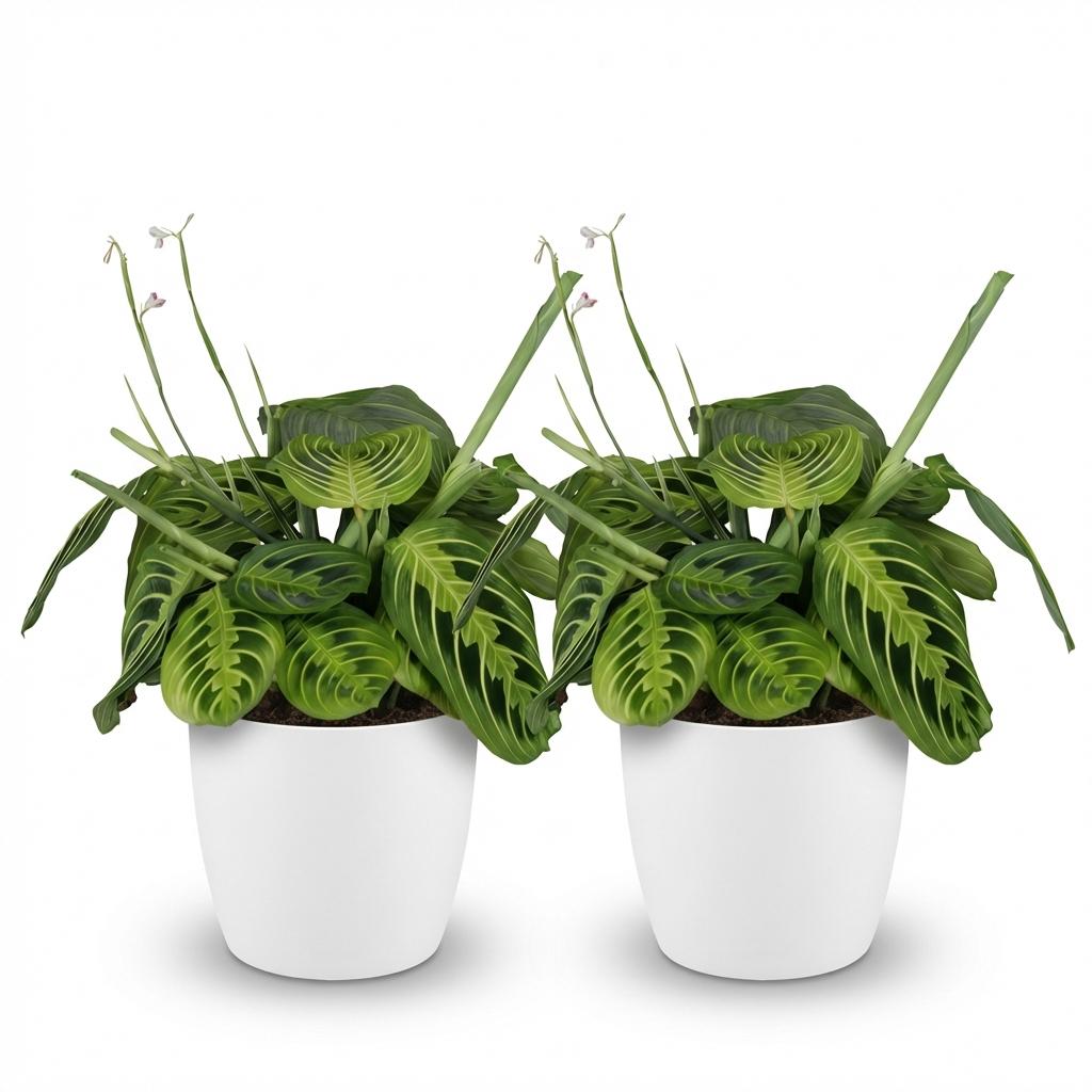 Green boutiQ - Zimmerpflanze - Maranta Fascinator Lemon Lime - Gebetspflanze - Haustierfreundliche Pflanze - Grün - 2 Pflanzen - mit Potter Weiß - Topf 12cm - Höhe 25cm 