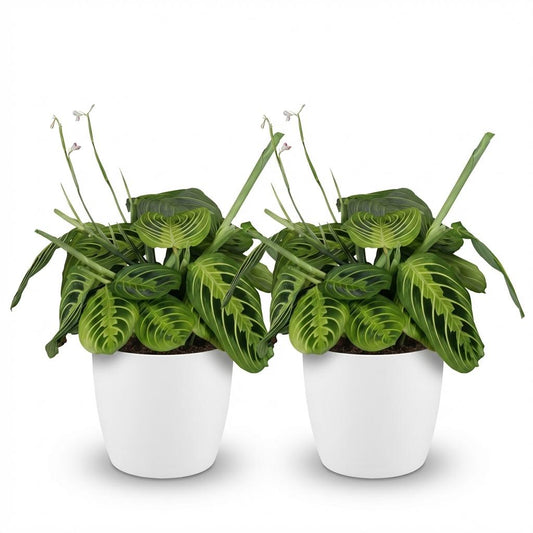 Green boutiQ - Zimmerpflanze - Maranta Fascinator Lemon Lime - Gebetspflanze - Haustierfreundliche Pflanze - Grün - 2 Pflanzen - mit Potter Weiß - Topf 12cm - Höhe 25cm 