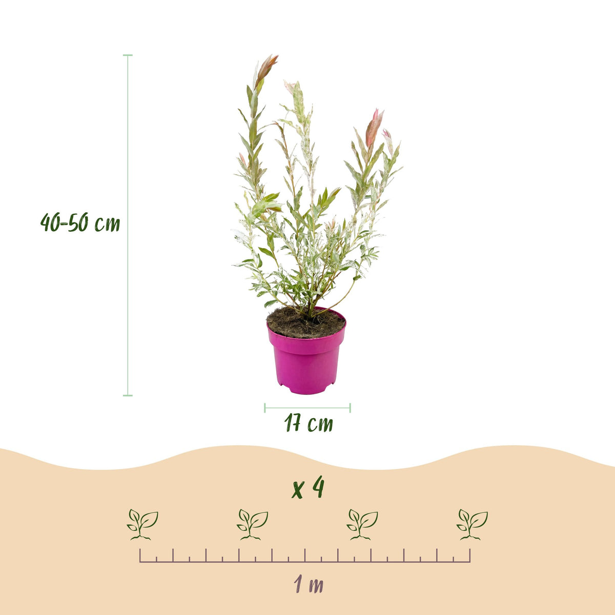 Flamingo-Weide – Salix 'Flamingo' – Topf Ø17cm – Höhe 40-50cm