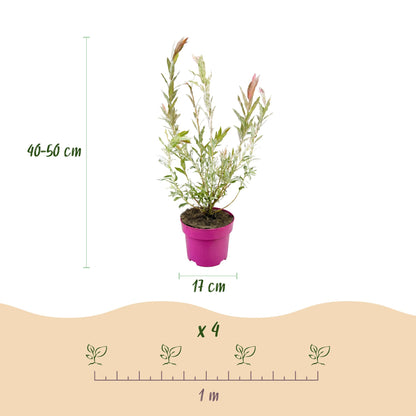 Flamingo-Weide – Salix 'Flamingo' – Topf Ø17cm – Höhe 40-50cm