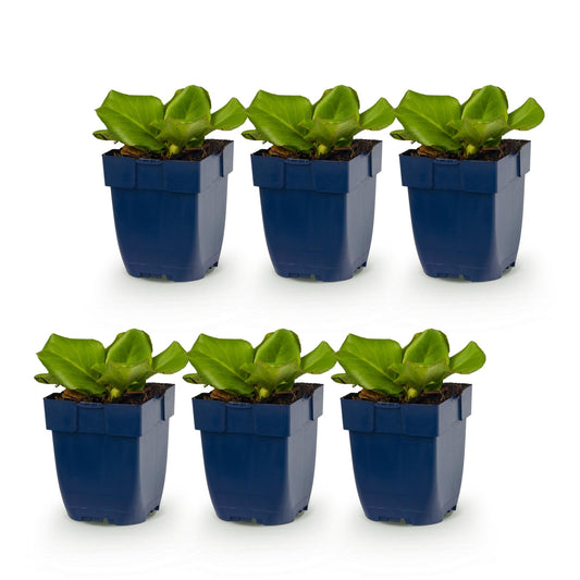 Bergenie – Bergenia cordifolia – 6 Pflanzen – Topf Ø11cm – Bienenfreundliche Staude für Garten & Balkon