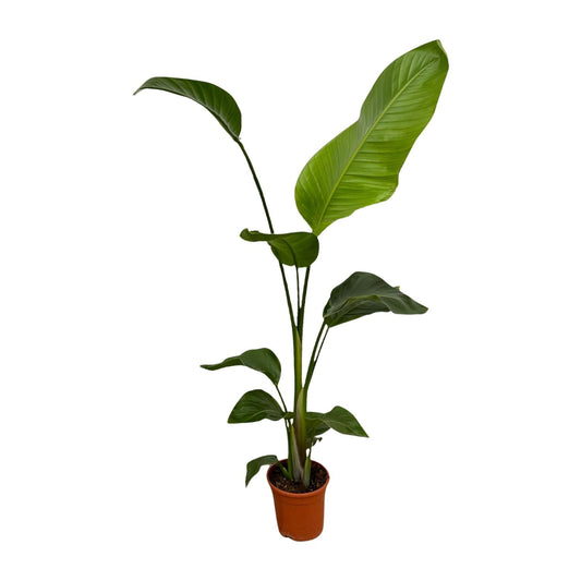 Weißer Paradiesvogel – Strelitzia Nicolai – Zimmerpflanze – Ø17cm – ca. 100 cm hoch – Exotisches Grün für Innenräume - 2 Pflanzen 