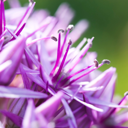 Allium 'Globemaster' – Zierlauch Blumenzwiebeln – 5 Blumenzwiebeln – Extra große violette Blütenbälle – Winterharte Staude für Beet, Rabatte & Schnitt – XXL-Zwiebeln 