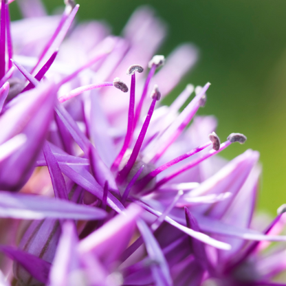 Allium 'Globemaster' – Zierlauch Blumenzwiebeln – 5 Blumenzwiebeln – Extra große violette Blütenbälle – Winterharte Staude für Beet, Rabatte & Schnitt – XXL-Zwiebeln 