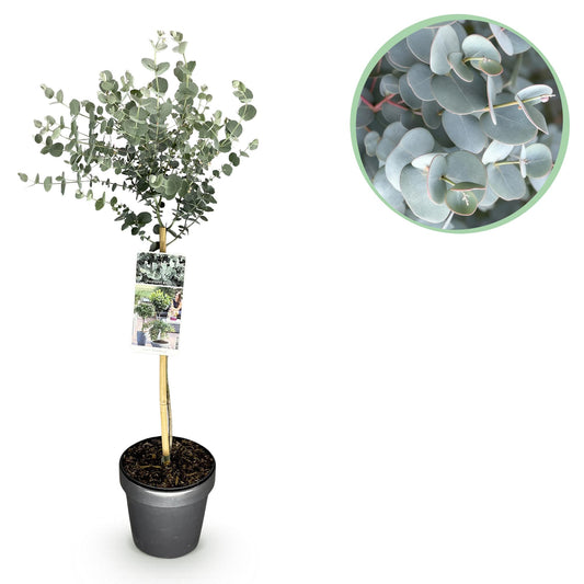 GreenboutiQ - Pflanzen auf Stamm - Eucalyptus gunni Azure - Terrassenpflanze - Immergrün - Winterhart - Graues Blatt - Topf 19 cm Höhe 90 cm 