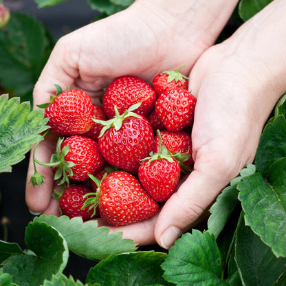 GreenboutiQ - Obstpflanzen - Erdbeere - Fragaria Elsanta - Winterhart - 3 Pflanzen - Topf 9 cm - Rote Erdbeere 