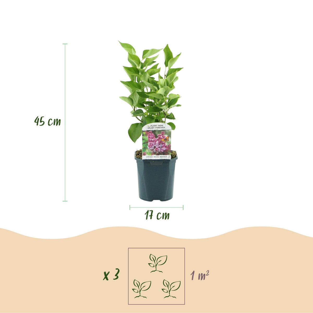 Green boutiQ - Garden Plant - Syringa vulgaris Michel Buchner - Common Lilac - Hardy - Pink - 1 Plant - Pot 17cm - Height 45cm 