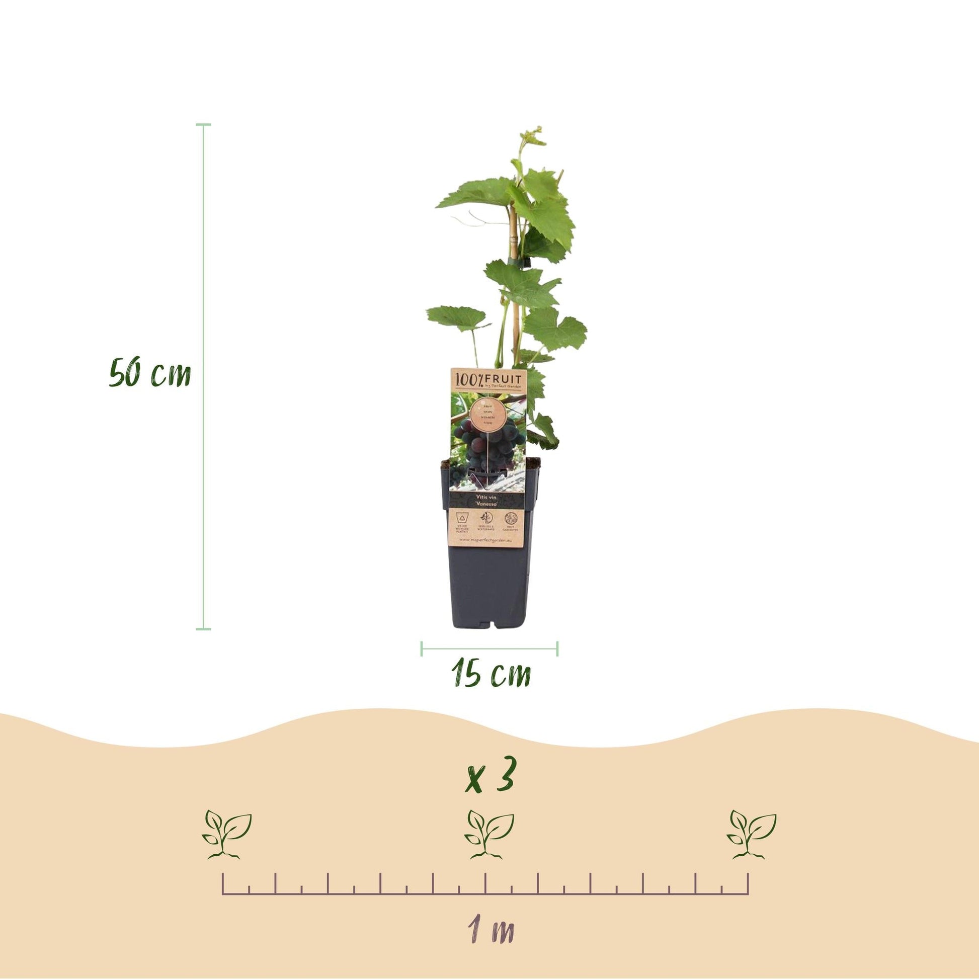 Weinrebe – Vitis vinifera Himrod – Kernlose Trauben – 2 Pflanzen – Obstpflanze – 15cm – Höhe 50cm 
