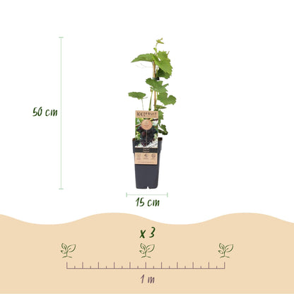 Weinrebe – Vitis vinifera Himrod – Kernlose Trauben – 2 Pflanzen – Obstpflanze – 15cm – Höhe 50cm 