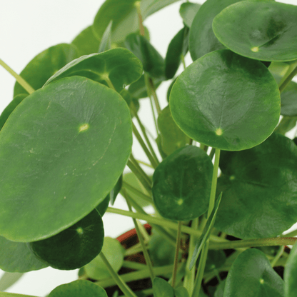 2x Kokodama Pilea Peperomiodes - Pfannkuchenpflanze - 20cm - ø15 