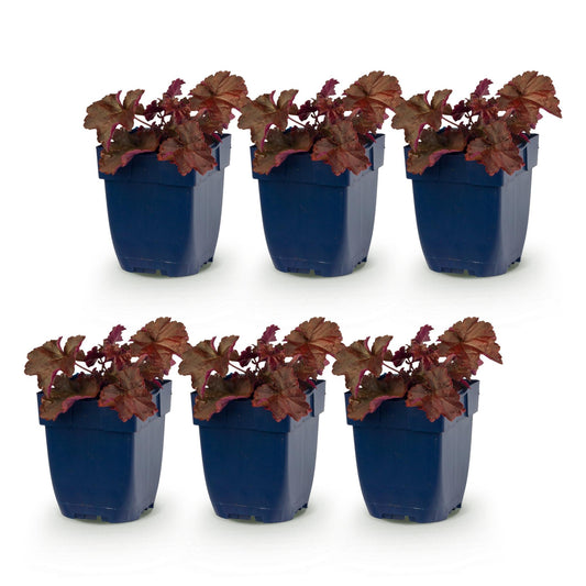 Purpurglöckchen 'Palace Purple' – Heuchera micrantha 'Palace Purple' – 6 Pflanzen – Topf Ø11cm – Bienenfreundliche Staude für Garten & Balkon