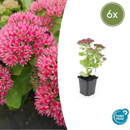 Hohes-Fettblatt Sedum 'Herbstfreude' – ↕10-25cm – Ø9cm – 6 Pflanzen – Winterhart – Trockenheitstolerant – Bienenfreundlich – Spätsommerblüte 