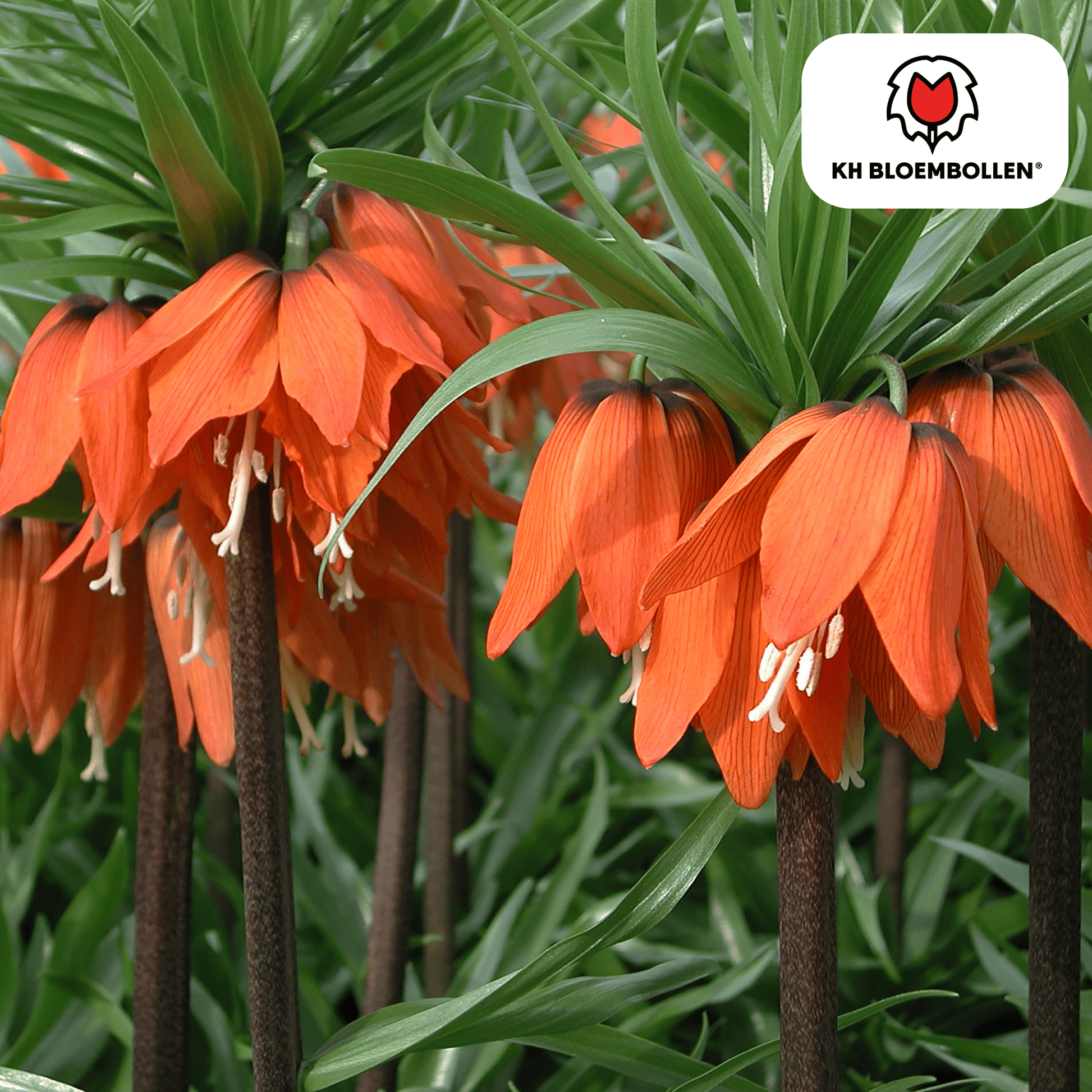 Fritillaria Kaiserkrone Rubra – 5 Blumenzwiebeln – Rot-Orange Frühlingsblüten – Ideal für Beete & Solitärpflanzungen 