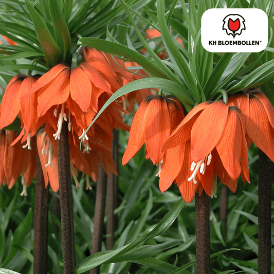 Fritillaria Kaiserkrone Rubra – 5 Blumenzwiebeln – Rot-Orange Frühlingsblüten – Ideal für Beete & Solitärpflanzungen 
