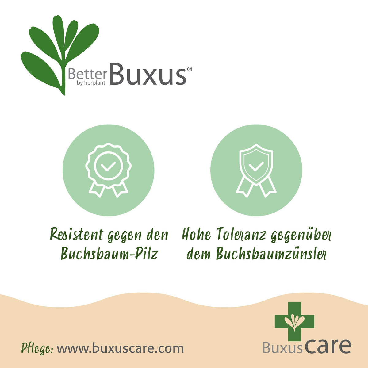 GreenboutiQ - Buxus Kugel - BetterBuxus Skylight - Resistent gegen Buxusmehltau - 1 Pflanze - Topf 26cm Kugel 30cm 