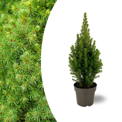 Picea glauca Perfecta - 15 cm Ø - 40 cm ↨ 