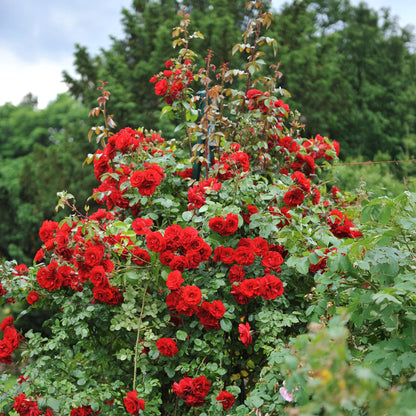 Kletterrose - Rosa Red Climber - Rot - Wenig Pflege - 2 Pflanzen - Topf 11cm Höhe 40cm