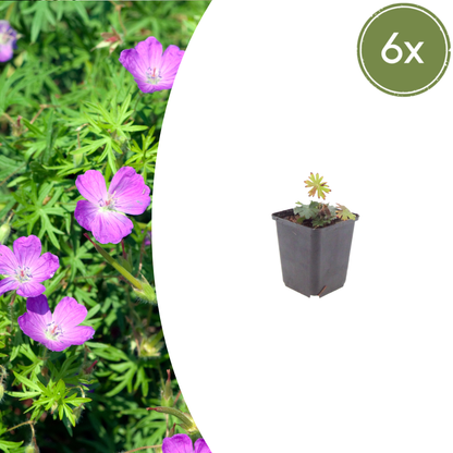 Geranium sanguineum Blut-Storchschnabel – 6 Pflanzen Ø9cm – Höhe10-25cm – Blühende Staude für Beet Steingarten Bodendecker – winterhart pflegeleicht bienenfreundlich